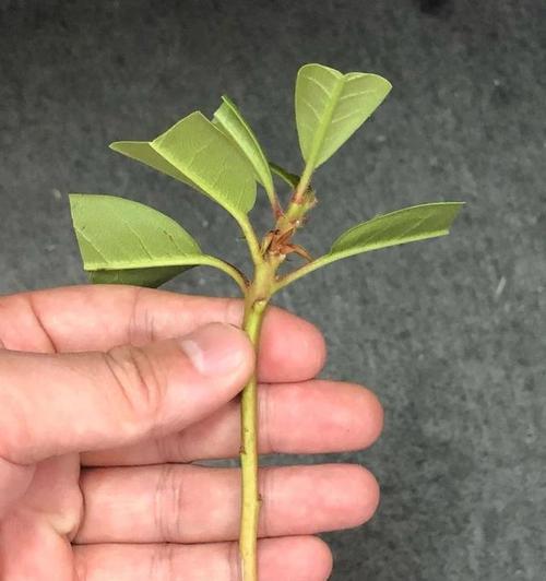 杜鹃花扦插生根快的方法是什么？需要多长时间才能看到效果？