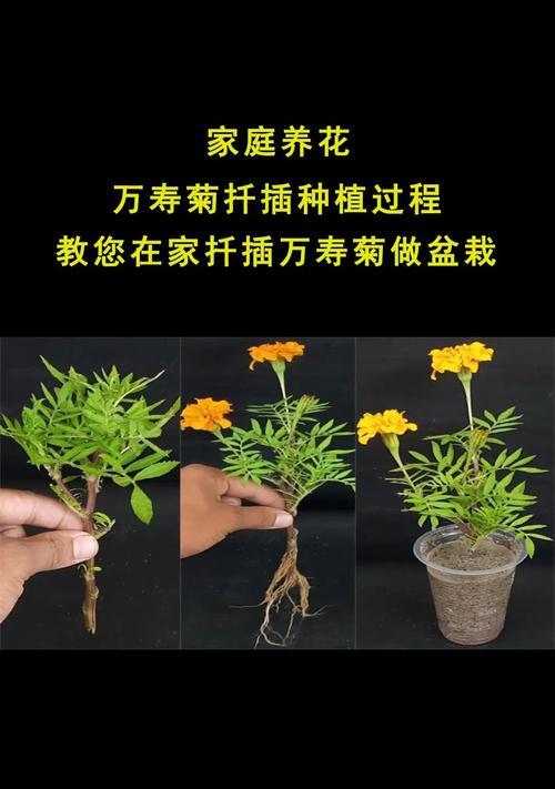 杜鹃花扦插生根快的方法是什么？需要多长时间才能看到效果？
