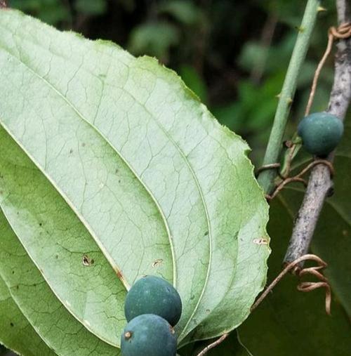 哪些植物象征着坚韧不拔？如何在家中培养这些植物？