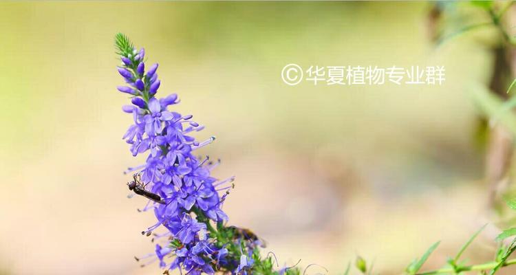 哪些植物象征教师精神？如何用植物表达对教师的敬意？