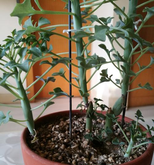 哪些植物象征教师精神？如何用植物表达对教师的敬意？
