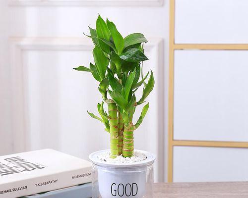 哪些植物象征着节节高升？如何在家中培养这些植物？