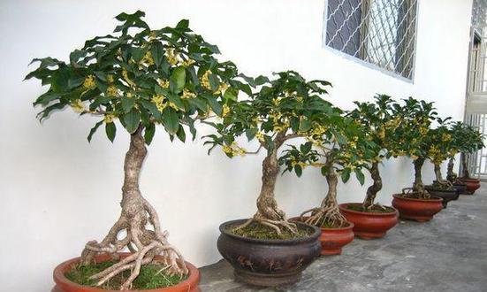 象征金榜题名的植物有哪些？这些植物的寓意是什么？