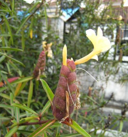 杜鹃花种子长什么样？如何辨别真伪？