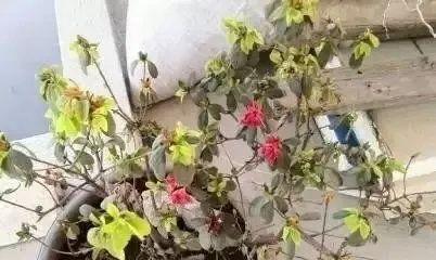 杜鹃换土的最佳时间是什么时候？如何正确进行换土操作？
