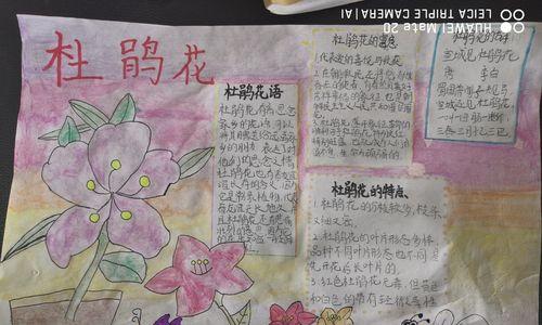 杜鹃换土的最佳时间是什么时候？如何正确进行换土操作？