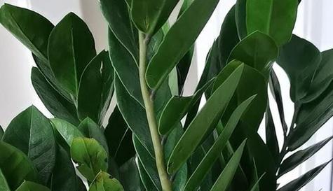 哪些植物象征乐于助人？助人植物的含义是什么？