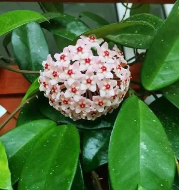 哪些植物象征乐于助人？助人植物的含义是什么？