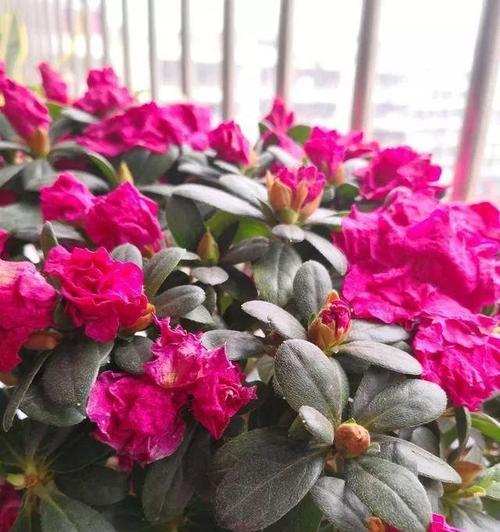 杜鹃花浇水频率是多少？如何正确浇水保持杜鹃健康？