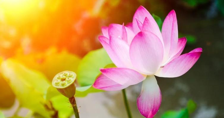 象征廉洁的植物有哪些？它们的寓意是什么？
