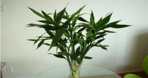 象征廉洁的植物有哪些？它们的寓意是什么？