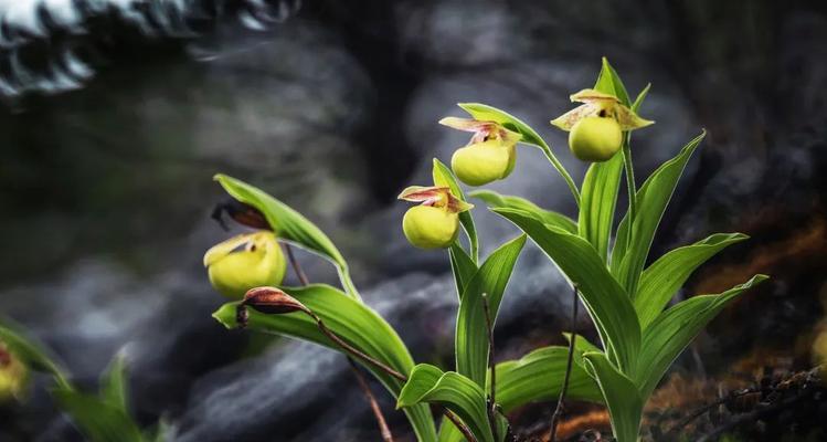 哪些植物象征绿色环保？如何选择环保植物？