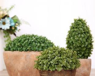 哪些植物象征绿色环保？如何选择环保植物？