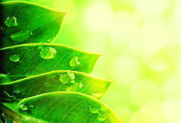 哪些植物象征绿色环保？如何选择环保植物？
