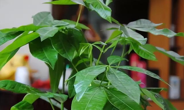 象征美好的植物有哪些？它们各自代表什么意义？
