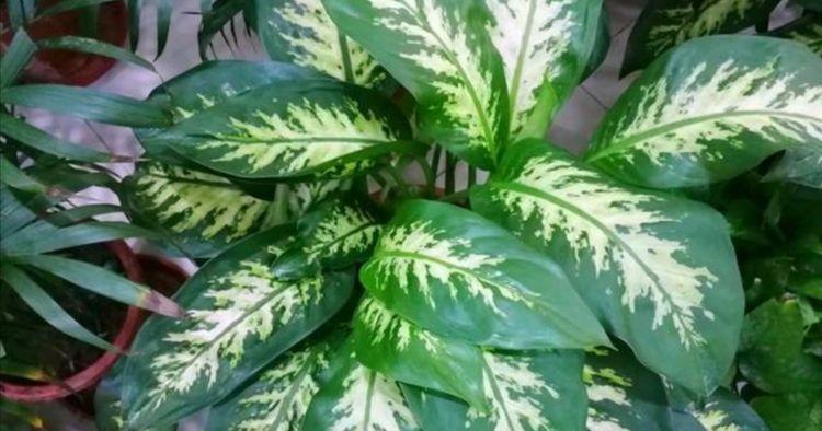 象征美好的植物有哪些？它们各自代表什么意义？