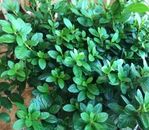 杜鹃花施肥指南：什么肥料最适合？如何正确施肥？