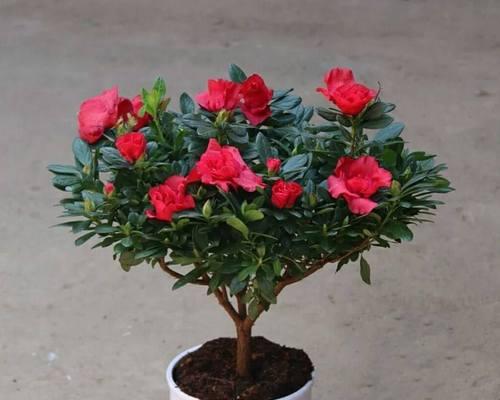 杜鹃花施肥指南：什么肥料最适合？如何正确施肥？