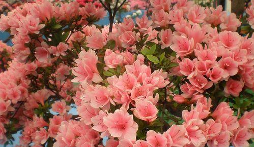 杜鹃花地栽的条件是什么？如何正确地栽种杜鹃花？