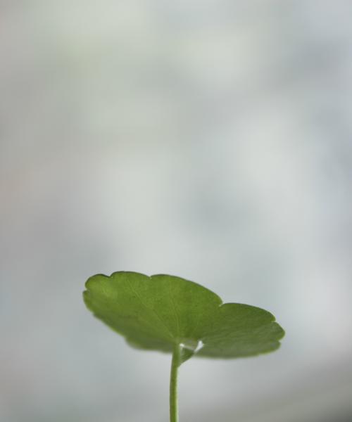 象征努力向上的植物有哪些？它们各自代表什么意义？