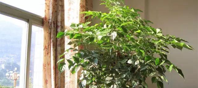 象征平安的植物有哪些？它们各自代表什么含义？