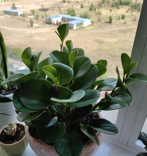 象征平凡的植物有哪些？它们各自代表了什么含义？