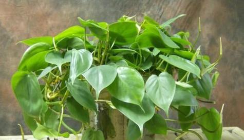 象征清正廉洁的植物有哪些？它们各自代表什么含义？