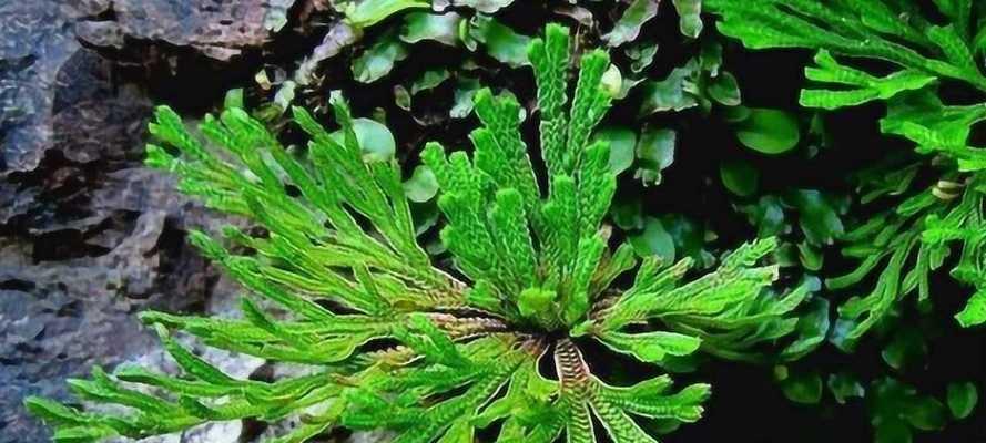哪些植物象征舍己为人？它们的含义是什么？