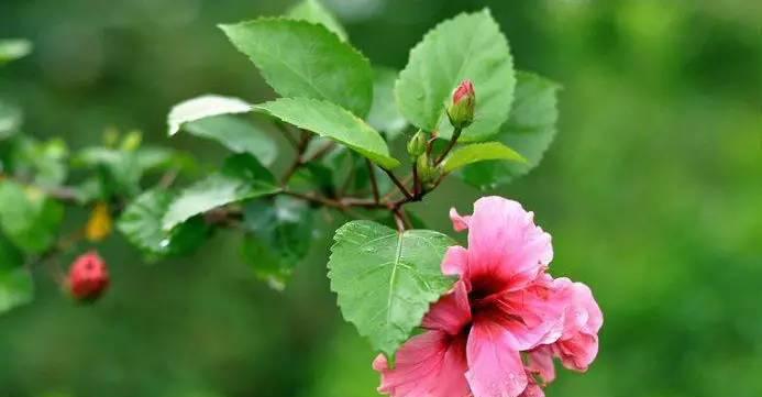 哪些植物象征舍己为人？它们的含义是什么？