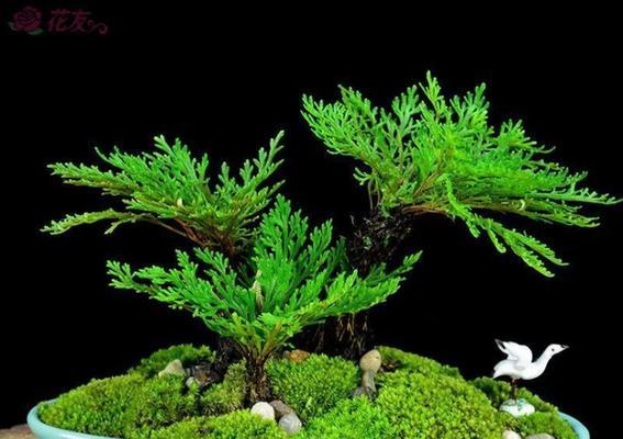 哪些植物象征着生命力的顽强？如何在家中培养这些植物？