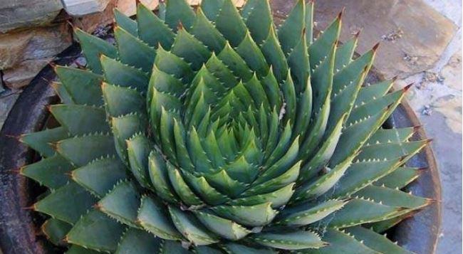象征胜利的植物有哪些？它们各自代表什么含义？