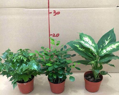 哪些植物象征事业步步高升？如何在办公室摆放？