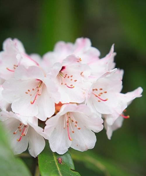 杜鹃属于什么类型的植物？乔木还是灌木？