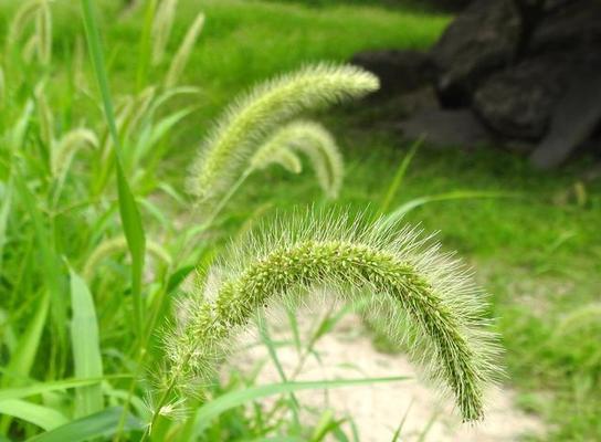 哪些植物象征着顽强和生生不息？