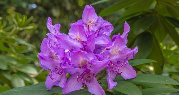 杜鹃属于什么植物类型？杜鹃花的分类和特点是什么？