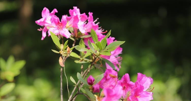 杜鹃属于什么植物类型？杜鹃花的分类和特点是什么？
