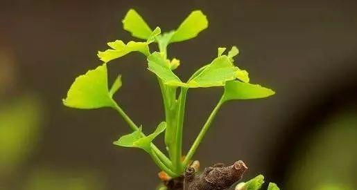 象征无私奉献的植物有哪些？它们各自代表了什么含义？