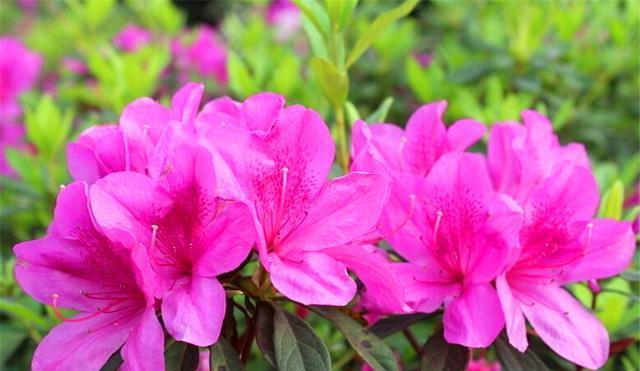 杜鹃不开花的原因是什么？如何解决？