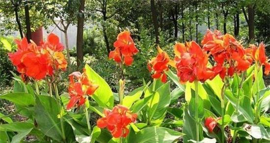 夏天有哪些植物象征着季节的到来？它们的特点是什么？