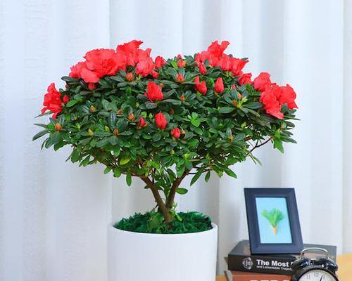 杜鹃植物喜阴还是喜阳光？如何正确养护杜鹃花？