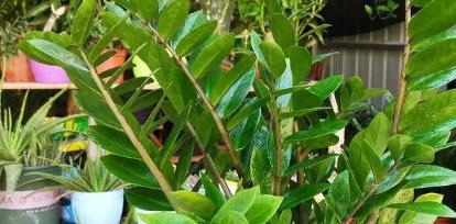 象征幸运的植物有哪些？它们各自代表什么含义？