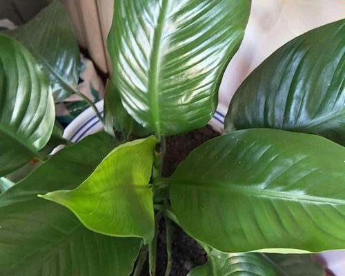 象征幸运的植物有哪些？它们各自代表什么含义？