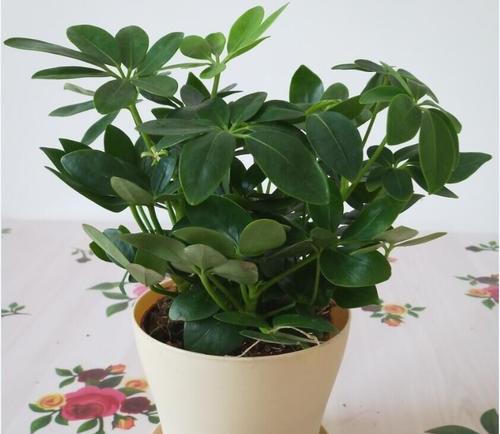 象征幸运的植物有哪些？它们各自代表什么含义？