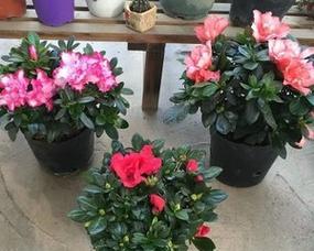杜鹃小桃红一年能开几次花？开花周期和养护要点是什么？