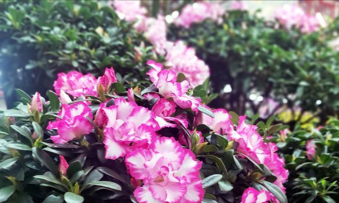 杜鹃小桃红一年能开几次花？开花周期和养护要点是什么？