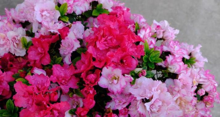 杜鹃花一年开几次？花期时间与季节有何关联？