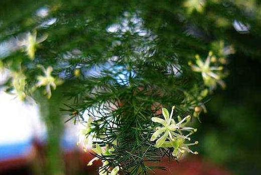 象征友情的植物有哪些？它们各自代表什么含义？