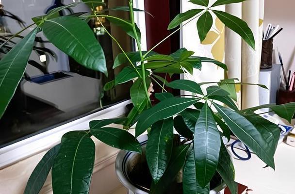 象征蒸蒸日上的植物有哪些？它们的寓意和特点是什么？