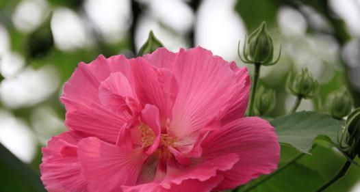 象征至死不渝爱情的植物有哪些？它们的花语是什么？