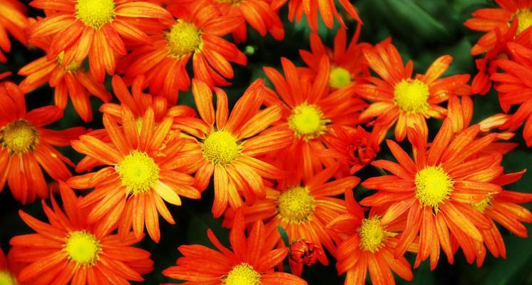 象征至死不渝爱情的植物有哪些？它们的花语是什么？